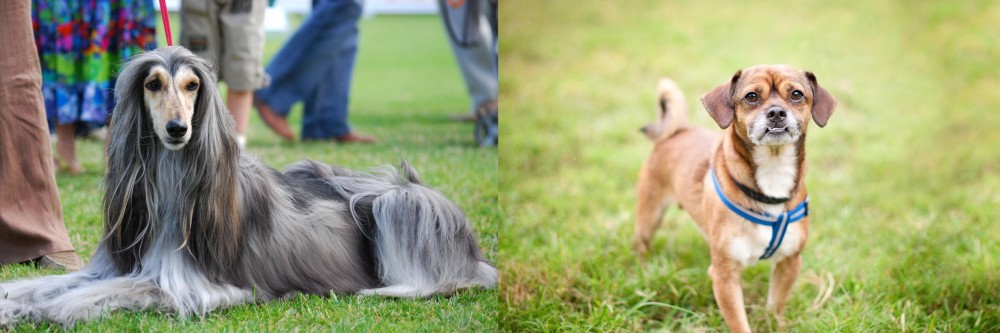 Chug vs Afghan Hound - Breed Comparison