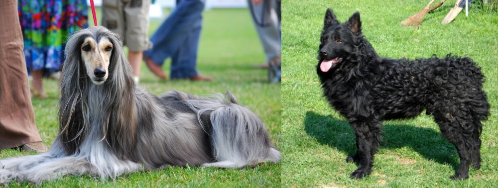 Croatian Sheepdog vs Afghan Hound - Breed Comparison