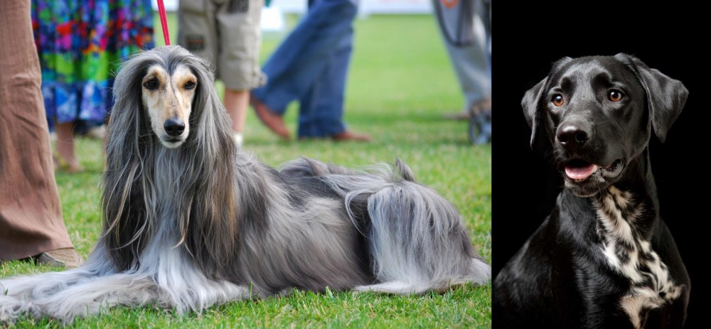 Dalmador vs Afghan Hound - Breed Comparison