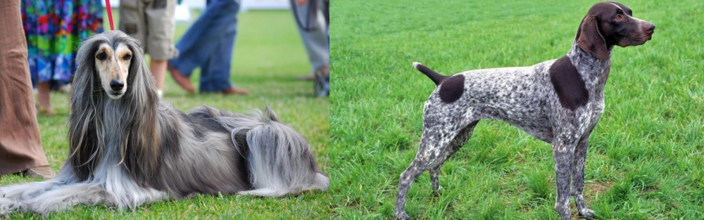 German Shorthaired Pointer vs Afghan Hound - Breed Comparison