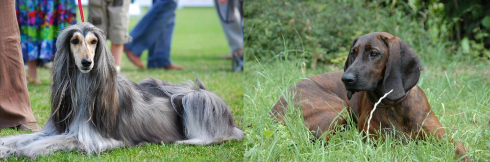 Hanover Hound vs Afghan Hound - Breed Comparison