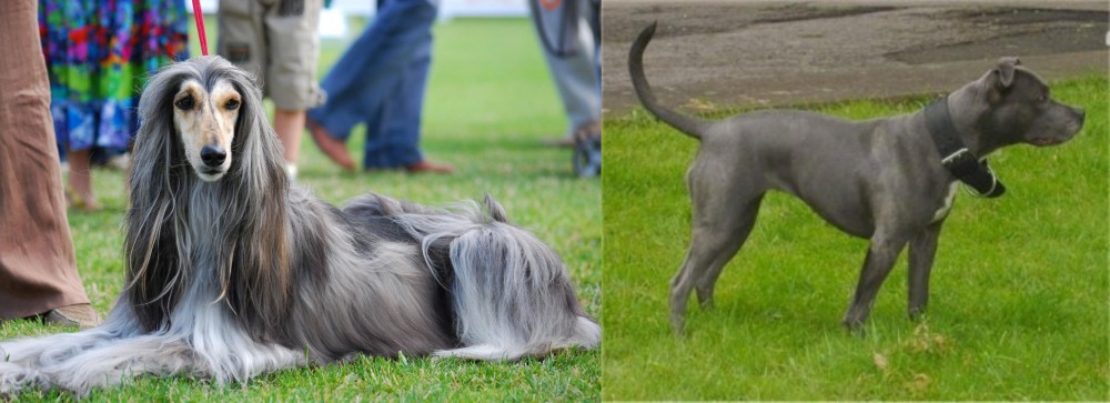 Irish Bull Terrier vs Afghan Hound - Breed Comparison
