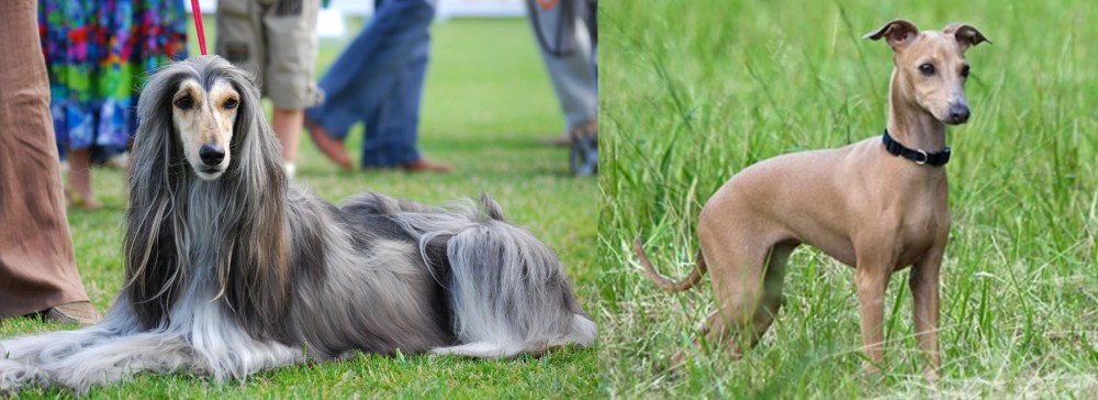 Italian Greyhound vs Afghan Hound - Breed Comparison