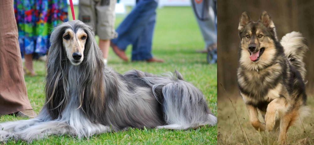 Native American Indian Dog vs Afghan Hound - Breed Comparison