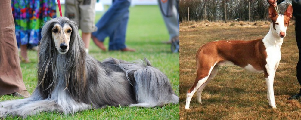 Podenco Canario vs Afghan Hound - Breed Comparison