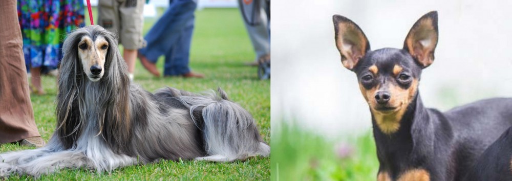 Prazsky Krysarik vs Afghan Hound - Breed Comparison