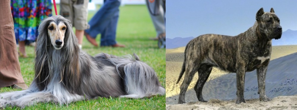 Presa Canario vs Afghan Hound - Breed Comparison