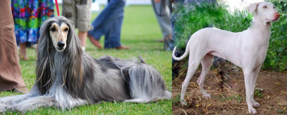 Rajapalayam vs Afghan Hound - Breed Comparison