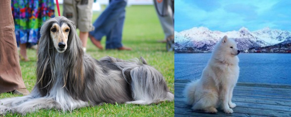 Samoyed vs Afghan Hound - Breed Comparison