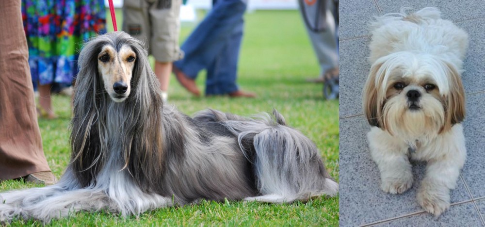 Shih Tzu vs Afghan Hound - Breed Comparison