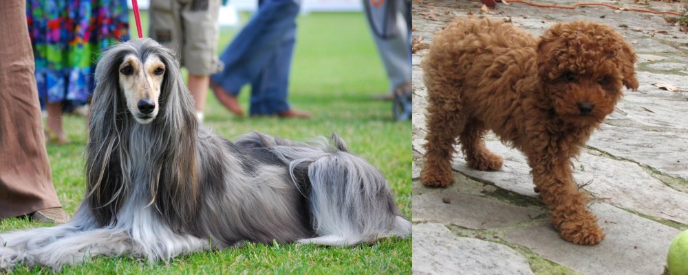 Toy Poodle vs Afghan Hound - Breed Comparison