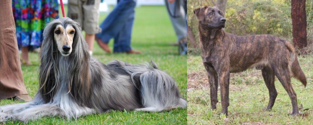 Treeing Tennessee Brindle vs Afghan Hound - Breed Comparison