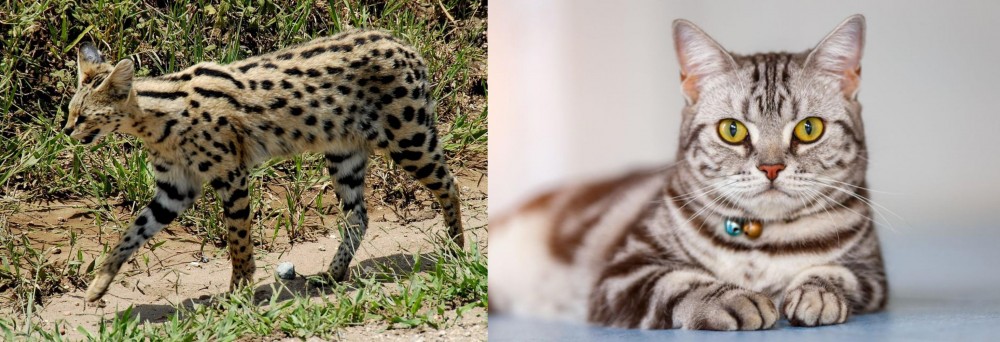 American Shorthair vs African Serval - Breed Comparison