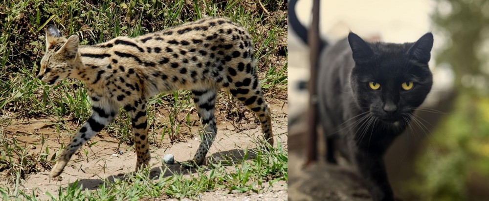 Bombay vs African Serval - Breed Comparison