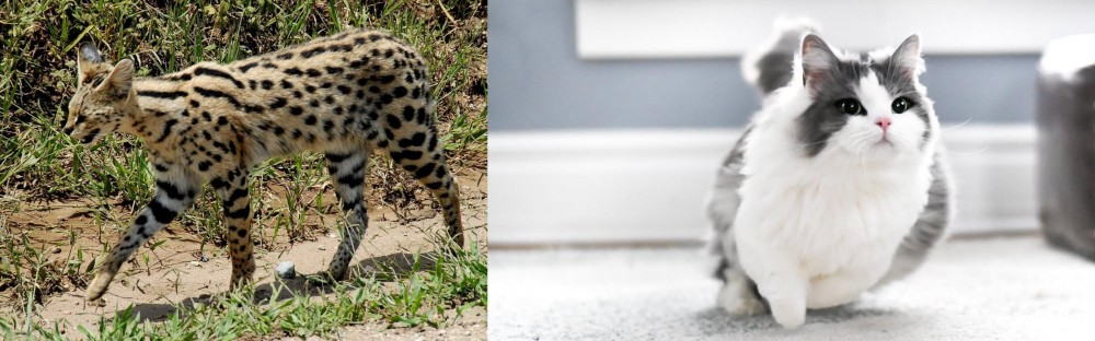 Munchkin vs African Serval - Breed Comparison