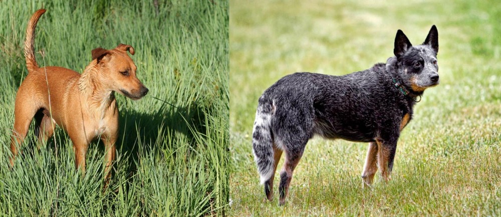 Austrailian Blue Heeler vs Africanis - Breed Comparison