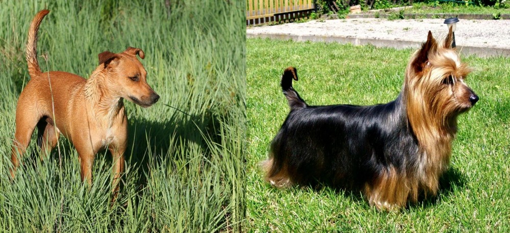Australian Silky Terrier vs Africanis - Breed Comparison