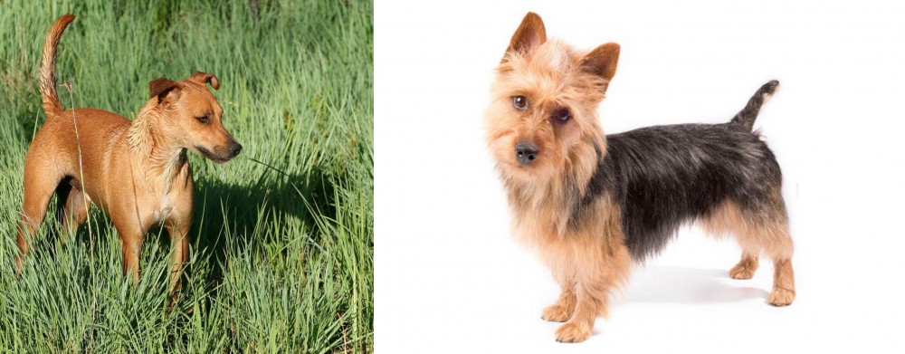 Australian Terrier vs Africanis - Breed Comparison