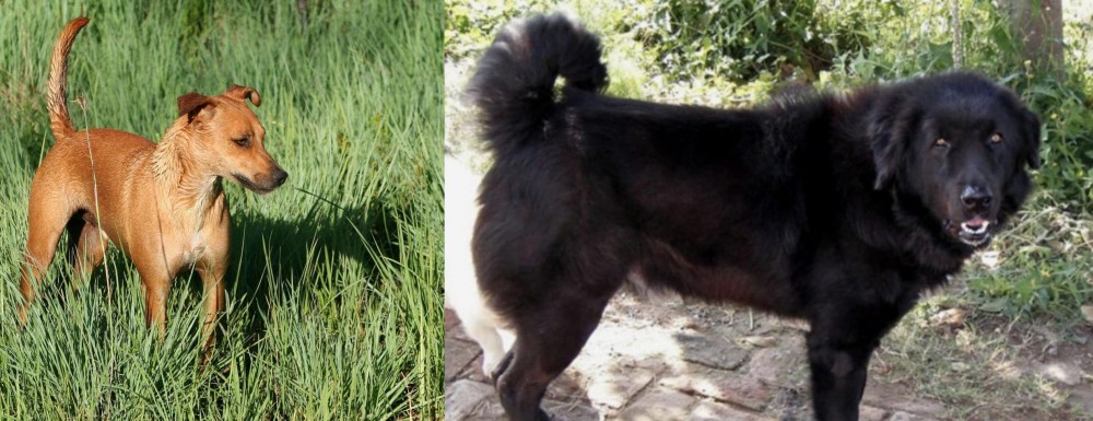 Bakharwal Dog vs Africanis - Breed Comparison