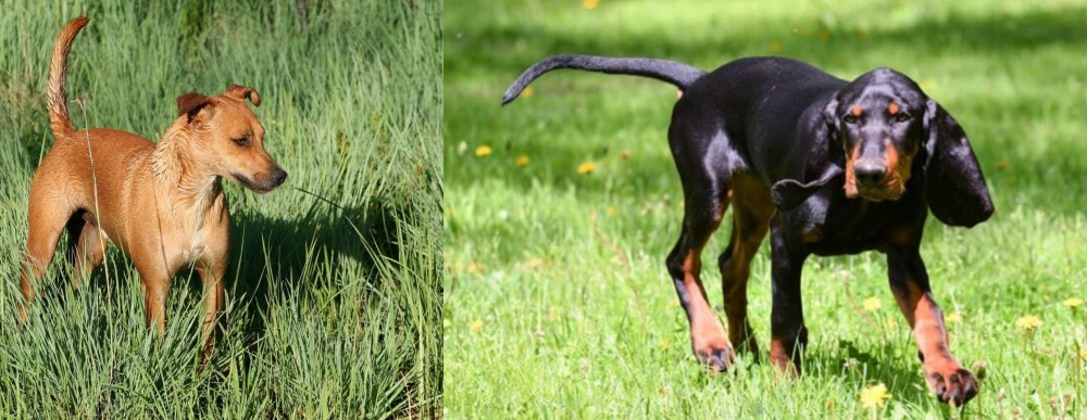 Black and Tan Coonhound vs Africanis - Breed Comparison