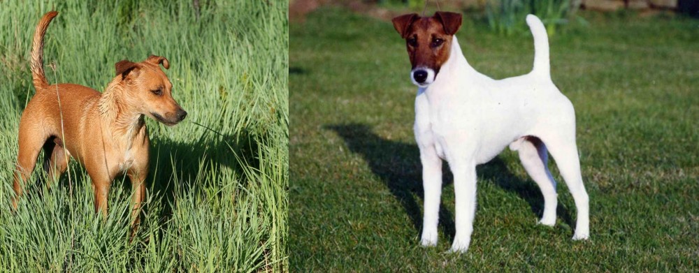Fox Terrier (Smooth) vs Africanis - Breed Comparison