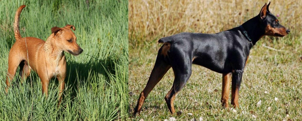 German Pinscher vs Africanis - Breed Comparison