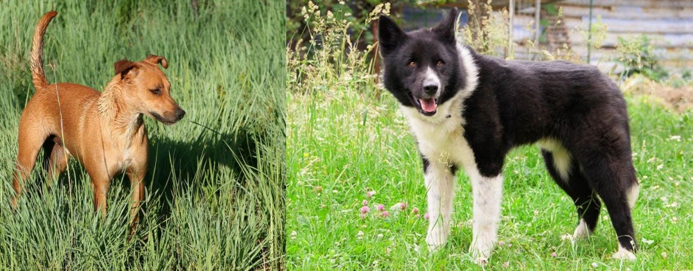 Karelian Bear Dog vs Africanis - Breed Comparison