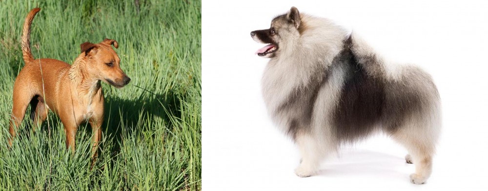 Keeshond vs Africanis - Breed Comparison