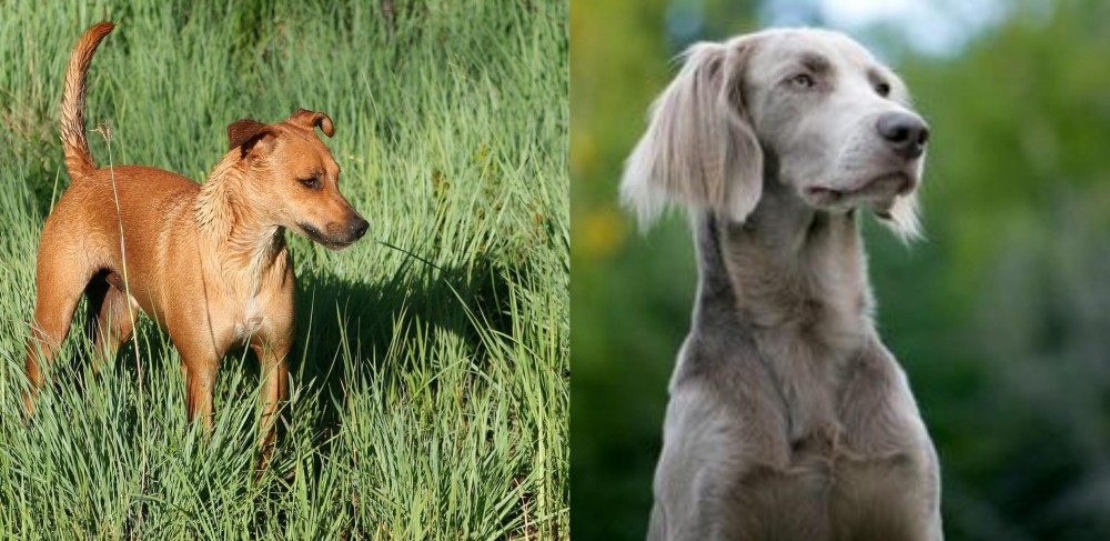Longhaired Weimaraner vs Africanis - Breed Comparison