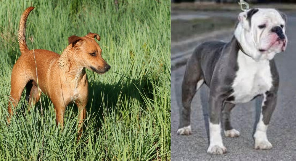 Old English Bulldog vs Africanis - Breed Comparison