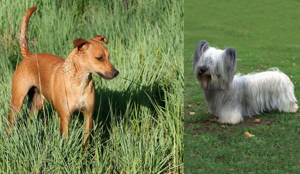 Skye Terrier vs Africanis - Breed Comparison