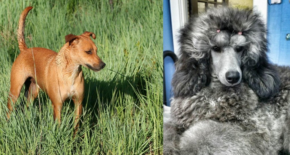 Standard Poodle vs Africanis - Breed Comparison