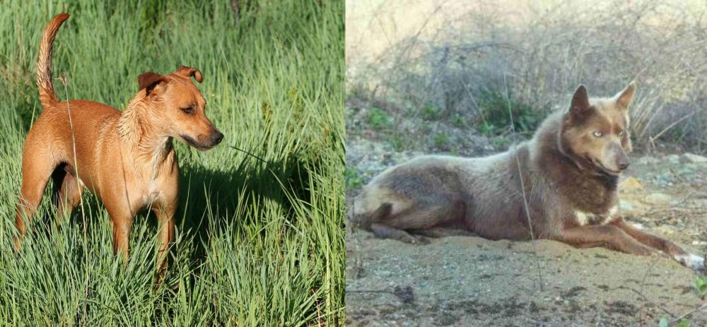 Tahltan Bear Dog vs Africanis - Breed Comparison