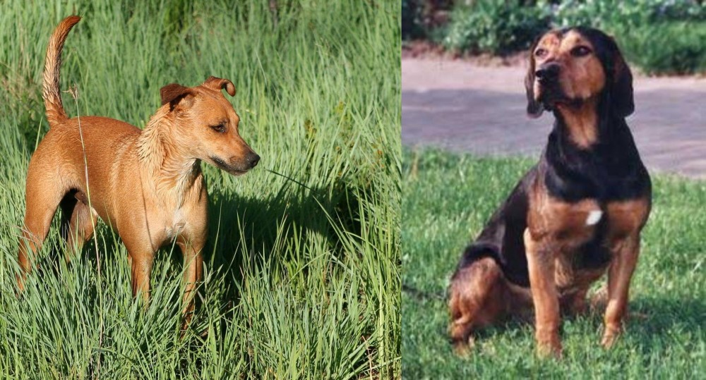 Tyrolean Hound vs Africanis - Breed Comparison