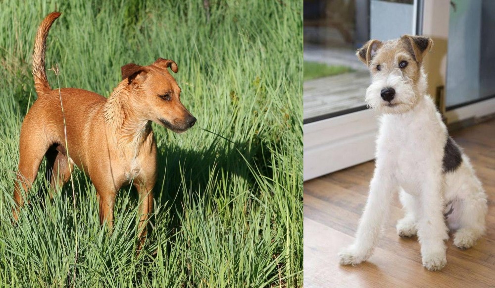 Wire Fox Terrier vs Africanis - Breed Comparison