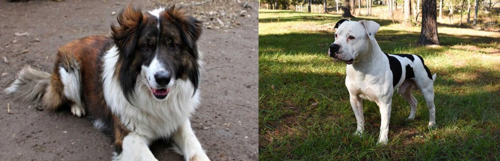 American Bulldog vs Aidi - Breed Comparison