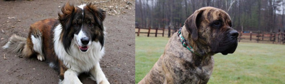 American Mastiff vs Aidi - Breed Comparison