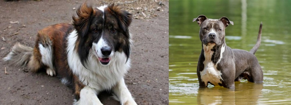 American Staffordshire Terrier vs Aidi - Breed Comparison