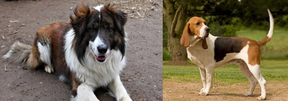 Artois Hound vs Aidi - Breed Comparison