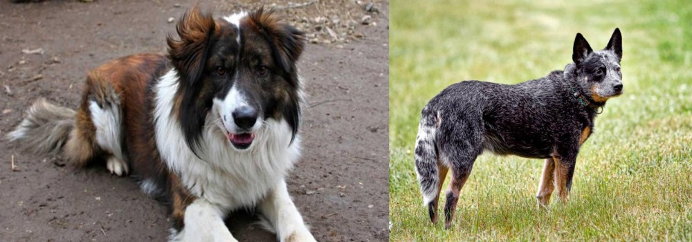 Austrailian Blue Heeler vs Aidi - Breed Comparison