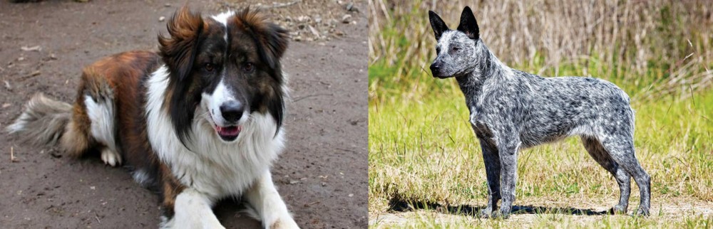 Australian Stumpy Tail Cattle Dog vs Aidi - Breed Comparison