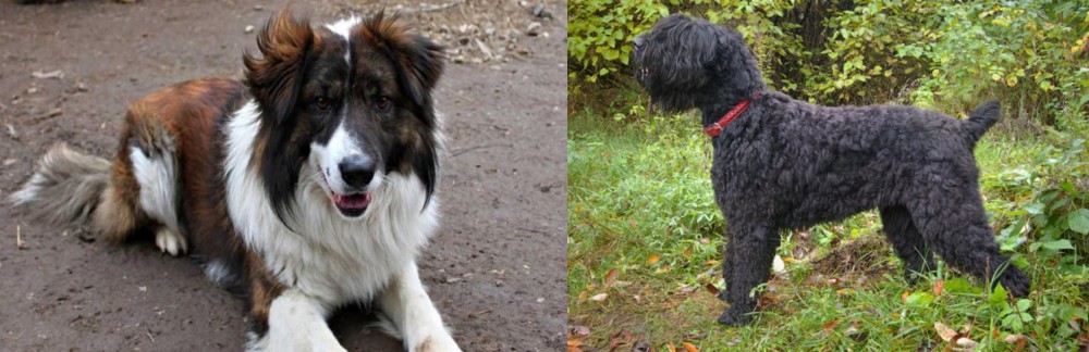 Black Russian Terrier vs Aidi - Breed Comparison