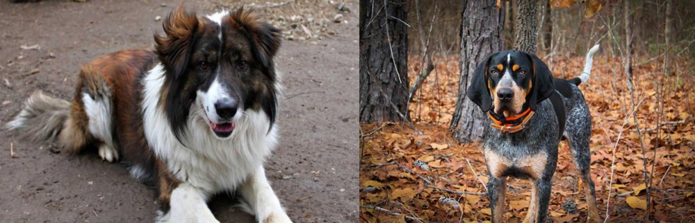 Bluetick Coonhound vs Aidi - Breed Comparison