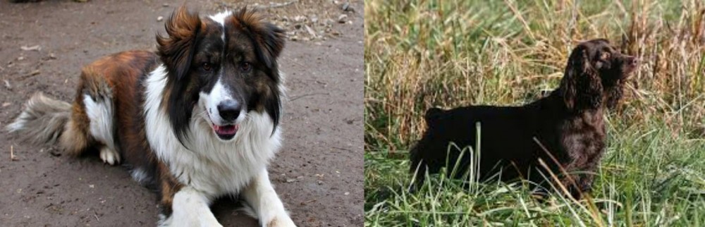 Boykin Spaniel vs Aidi - Breed Comparison