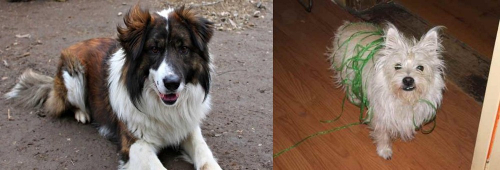 Cairland Terrier vs Aidi - Breed Comparison