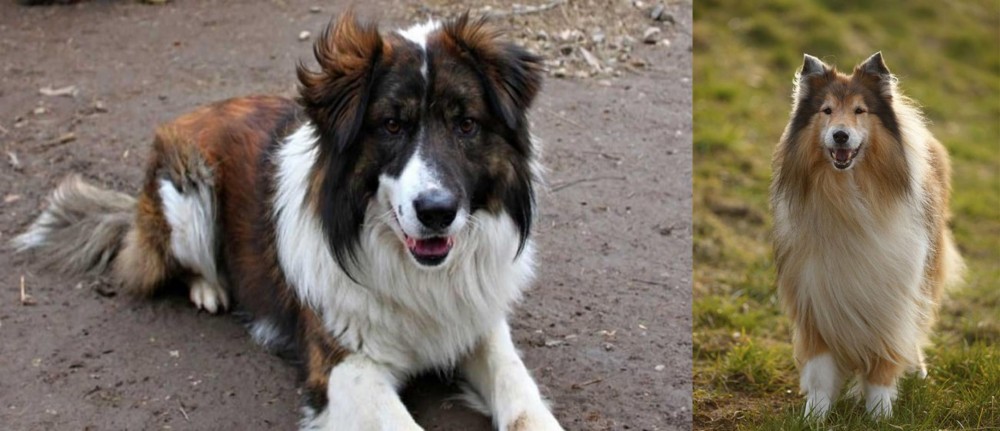 Collie vs Aidi - Breed Comparison