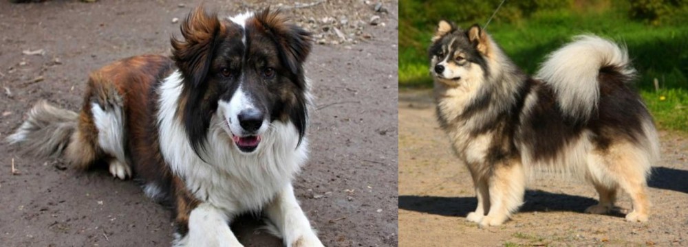 Finnish Lapphund vs Aidi - Breed Comparison