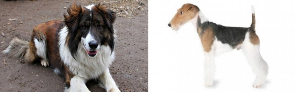 Fox Terrier vs Aidi - Breed Comparison