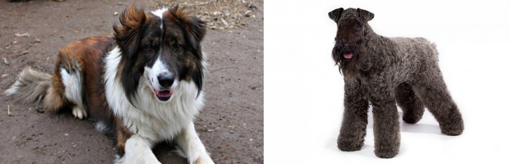 Kerry Blue Terrier vs Aidi - Breed Comparison