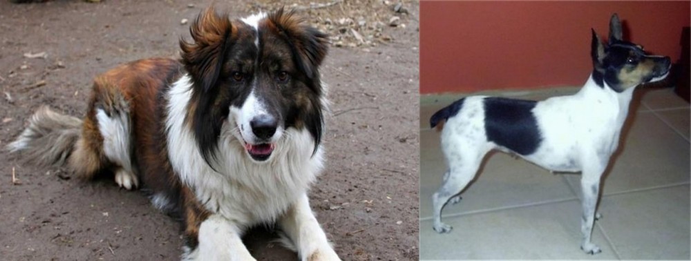 Miniature Fox Terrier vs Aidi - Breed Comparison